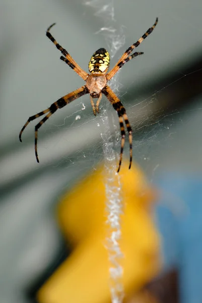 Black and Yellow Argiope spider