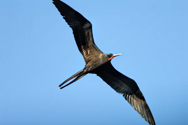 Ein prächtiges Fregattvogelweibchen — Stockfoto