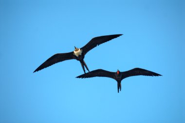 Magnificent frigatebirds clipart