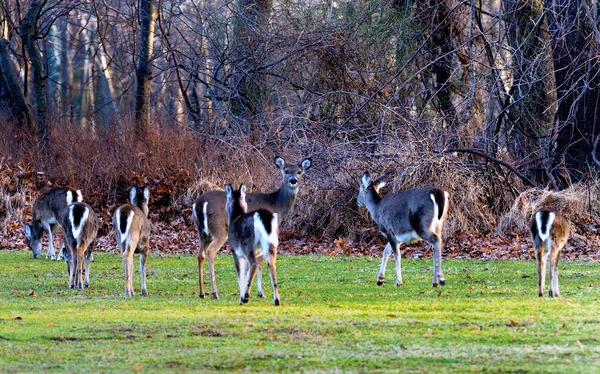 White-tailed deer — Stock Photo, Image