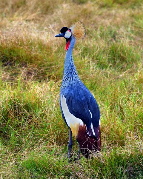 Grijze kroonkraan — Stockfoto