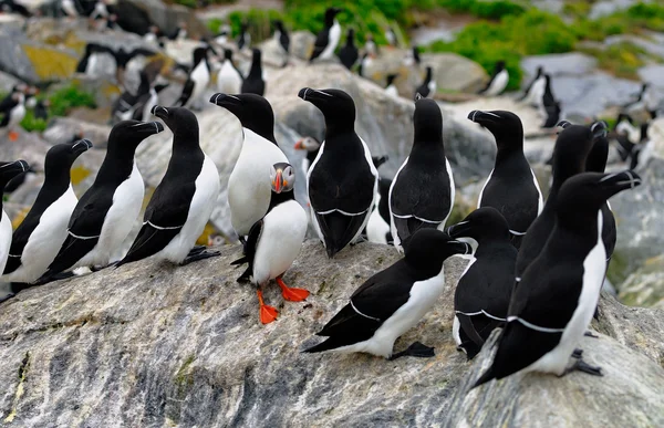 Atlantic Puffin and a group of Razorbills — Stock Photo, Image