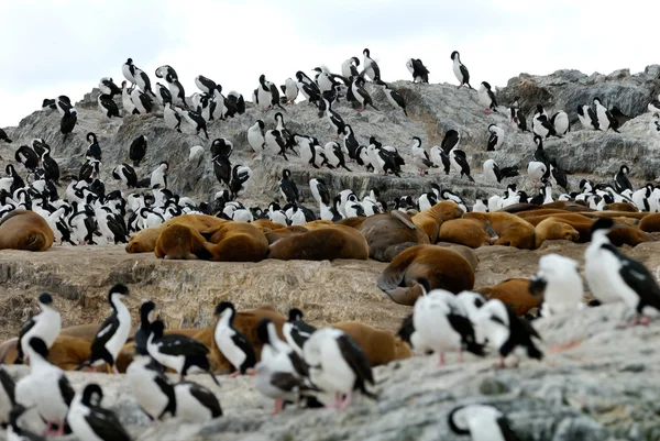 Güney Amerika kürk fokları ve Kral karabatak — Stok fotoğraf