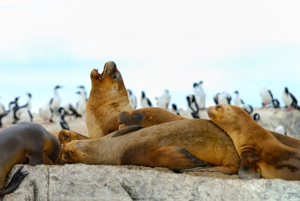 South American fur seal — Stock Photo, Image