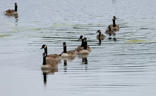 Canada geese — Stock Photo, Image