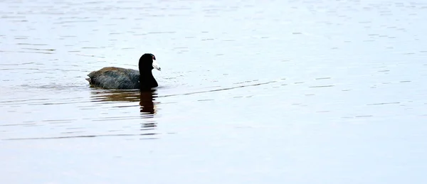 Blässhühner im Wasser — Stockfoto