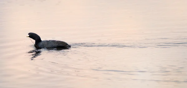Американский лысый в реке — стоковое фото