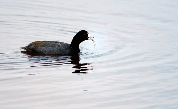 Blässhühner im Fluss — Stockfoto