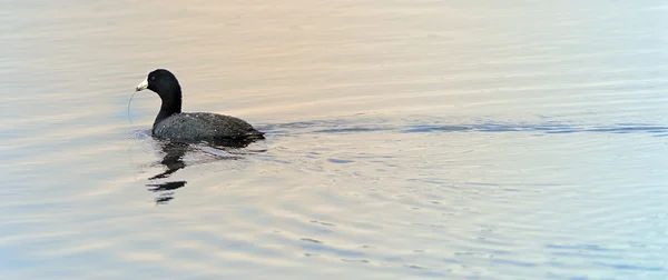 American coot on the rivier — Stok Foto