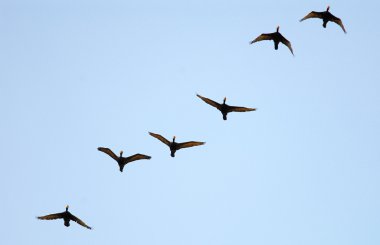 Çift Tepeli karabatak