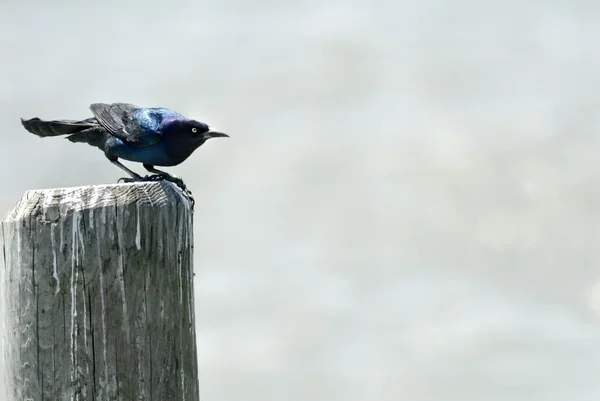 Κοινή grackle — Φωτογραφία Αρχείου