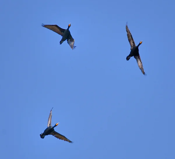 Dubbel-crested skarvar — Stockfoto