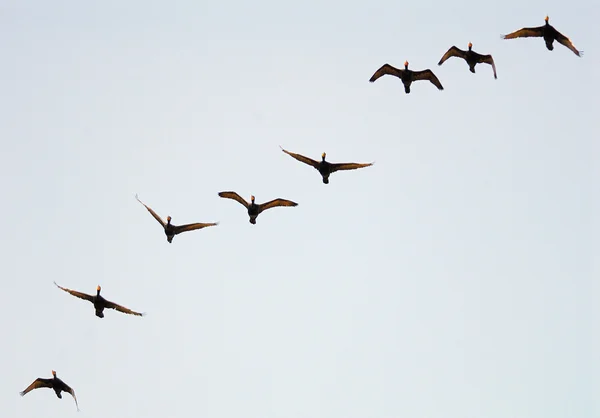 Double-crested Cormorants — Stock Photo, Image