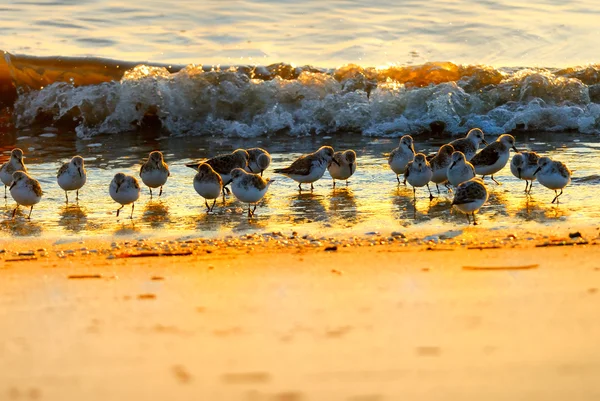 Sand pipers — Stock Photo, Image