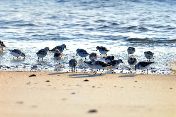 Sand pipers — Stock Photo, Image