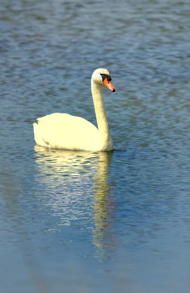 Swan — Stock Photo, Image