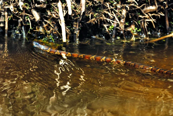 Serpent d'eau du Nord — Photo