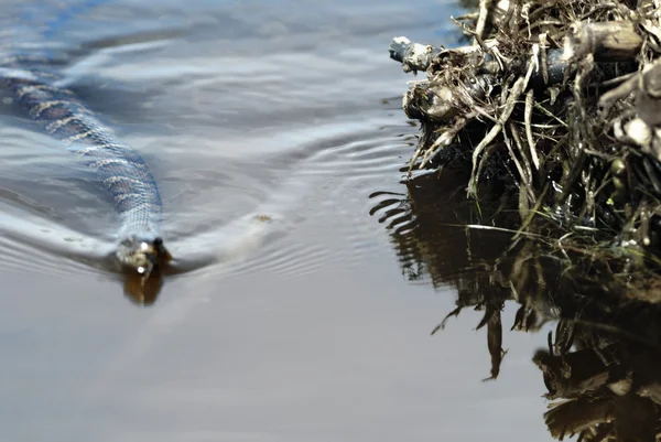 Nordliche Wasserschlange — Stockfoto