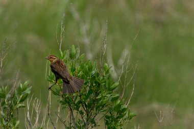 Kara başlı kocabaş