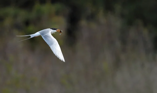 Forst's tern — Stock Photo, Image