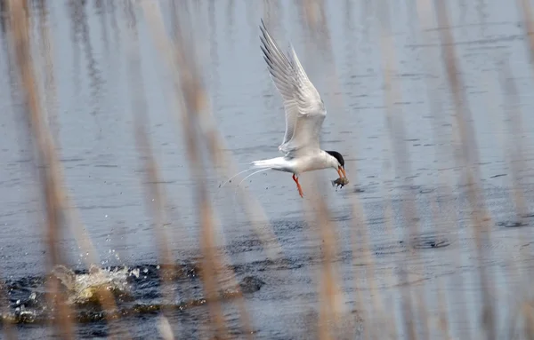 Tern de Forst em Maryland — Fotografia de Stock