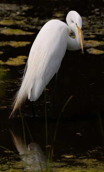 Great egret in FL — Stock Photo, Image