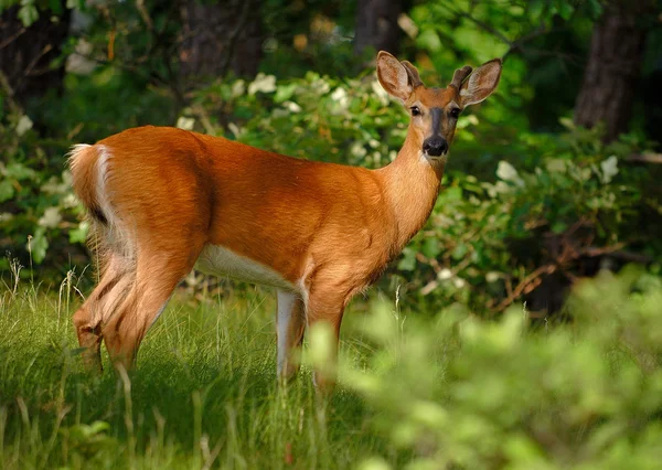 Witgepleisterde-tailed Deer — Stockfoto