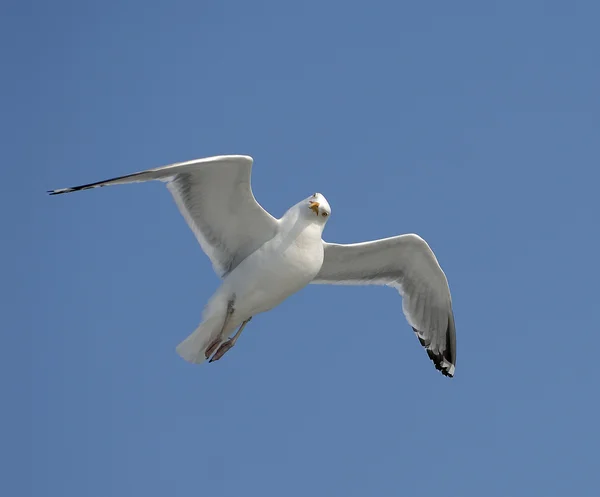 Thayer's gull — Stock Photo, Image