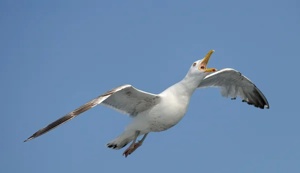 Thayer's gull — Stock Photo, Image