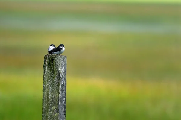 Baumschwalben — Stockfoto