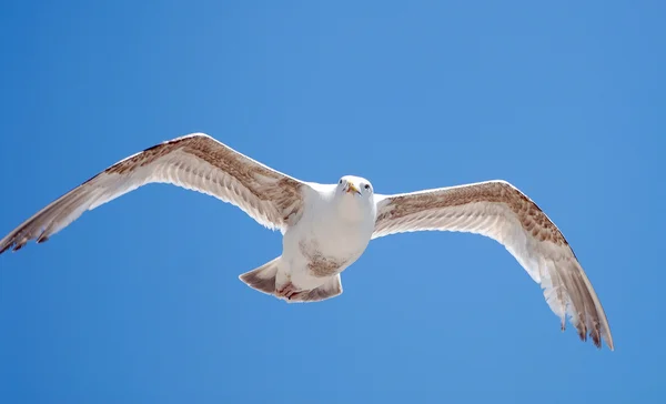 Gaviota —  Fotos de Stock