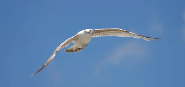 Seagull — Stock Photo, Image