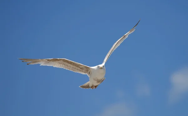 Seagull — Stock Photo, Image