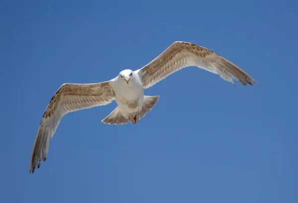 Burung camar — Stok Foto