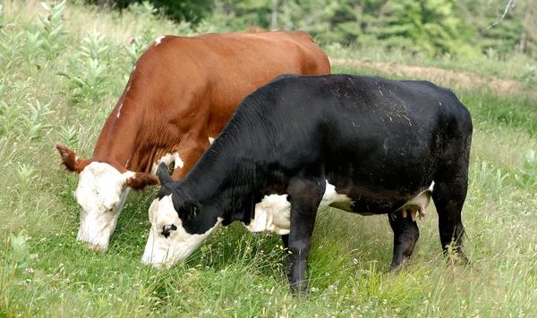 Mucche — Foto Stock