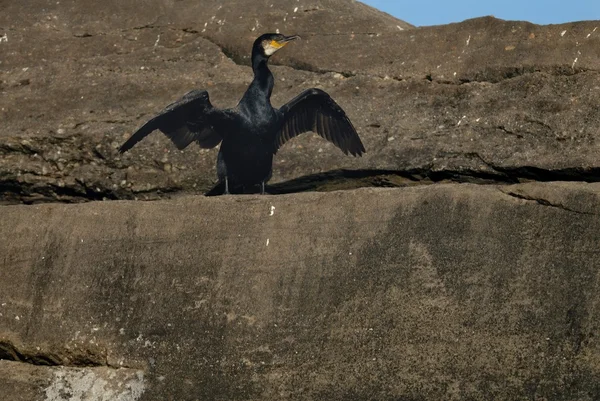 Çift Tepeli karabatak — Stok fotoğraf