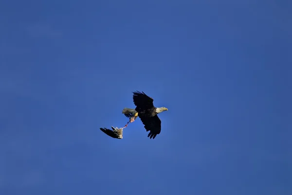 Cormoranes de doble cresta —  Fotos de Stock