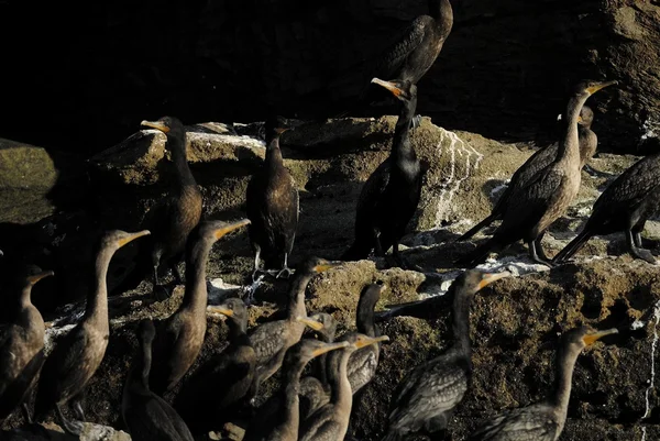 Cormorani a doppia cresta — Foto Stock