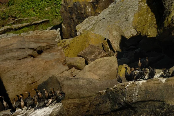 Cormoranes de doble cresta —  Fotos de Stock