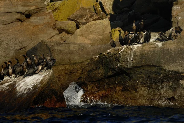 Cormoranes de doble cresta —  Fotos de Stock
