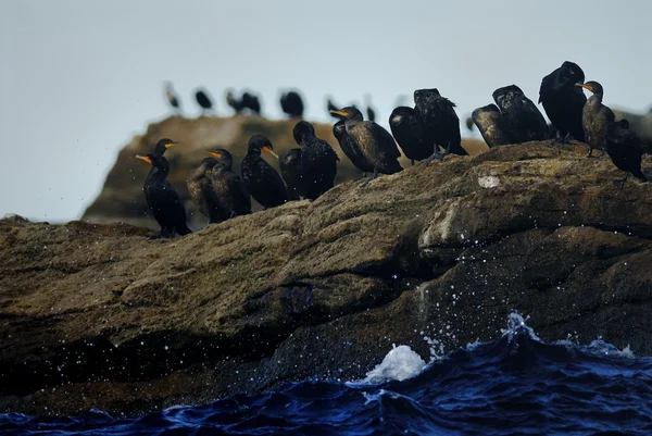 Double-crested cormorants — Stock Photo, Image