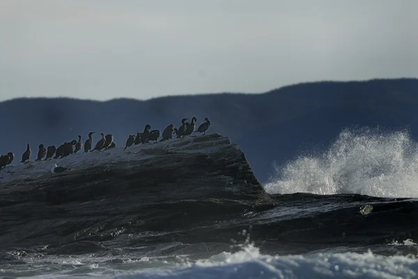 Double-crested cormorants — Stock Photo, Image