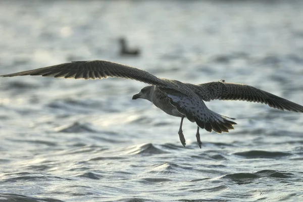 Meeuw — Stockfoto