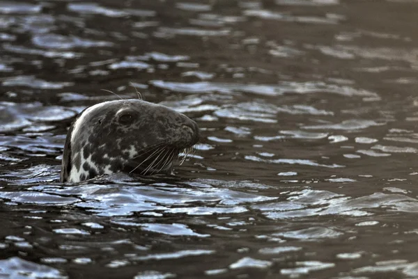 Testa di foca nel Maine — Foto Stock