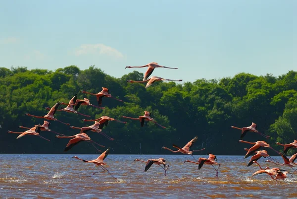 Büyük Flamingo — Stok fotoğraf