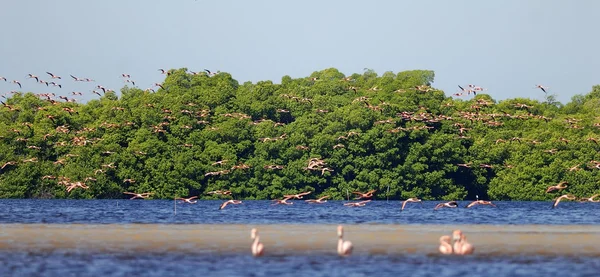 Grotere Flamingo 's — Stockfoto