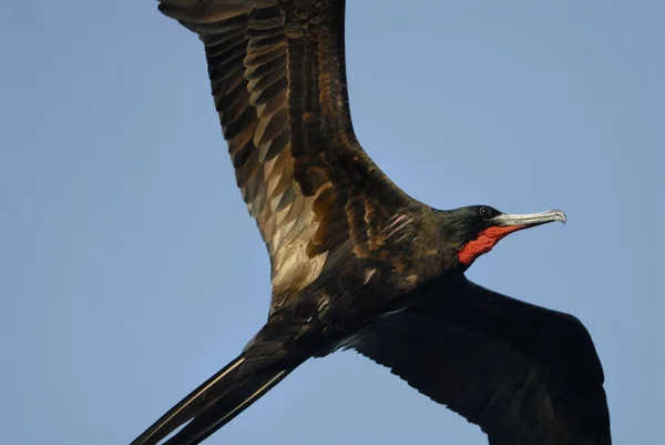 Fregatvogel — Stockfoto