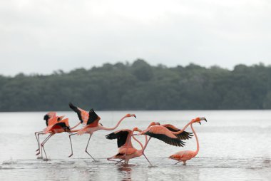 büyük Flamingo