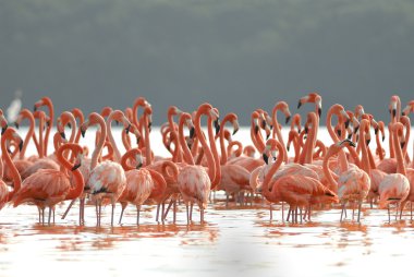 büyük Flamingo