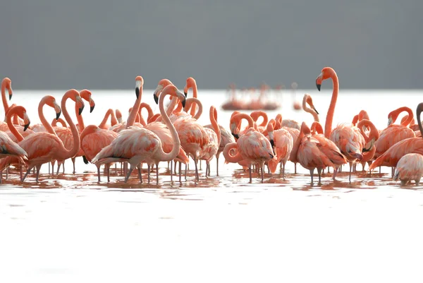 Större flamingos — Stockfoto